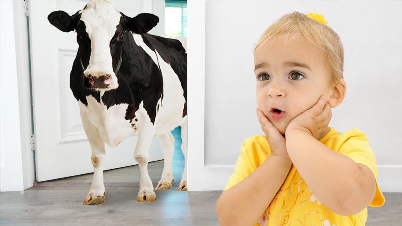 برنامه کودک آلیس - ماجراهای خنده دار با حیوانات