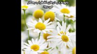 خواص بابونه - گیاهی معجزه گر