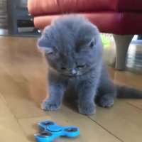 گربه و اسپینر