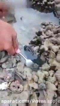 شکار اختاپوس٬ هشت پا در اندونزی