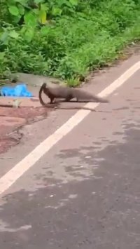 شکار مار کبری توسط سمور در یک جاده محلی