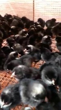 جوجه یک روزه بلک استار