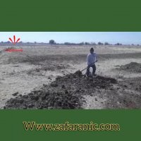 خرید زعفران ارگانیک - زعفرانیک