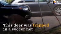 Deer Rescued from Soccer Net: INTENSE Animal Rescue | The Dodo