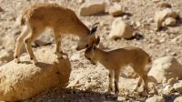نگاهی کوتاه به زندگی بچه بز کوهی