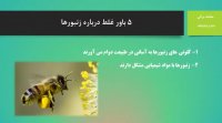 5 باور غلط درباره زنبورها