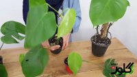 آموزش باغبانی - نتیجه‌ی رشد قلمه‌‌های برگ انجیری