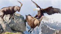 پرنده بی رحم عقاب وحشی - حمله عقاب به مار و بز کوهی