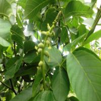 گردوی چندلر زودبازده 09121270623