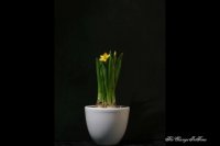 HAPPY EASTER! Time Lapse of plant growing