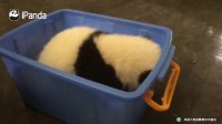What Would You Do With A Panda In A Crate? | iPanda