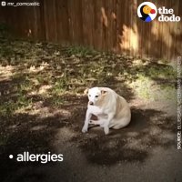 Why Dogs Scoot Their Butts Across The Floor | The Dodo