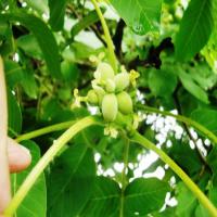 قیمت نهال گردو پدرو کشت بافت 09120460354