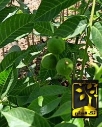 خرید و قیمت نهال گردو نهالستان تک فیدان 09144811631