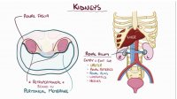 آناتومی و فیزیولوژی کلیه