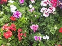 طراحی ساخت و اجرای فضای سبز و محوطه سازی- 09121751724 362