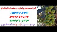 خرید عمده نهال فندق 09121243597