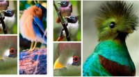 مجموعه ویدیو از زیباترین پرندگان در سرتاسر دنیا #87