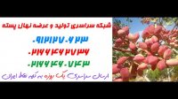نهال پسته  09382837999 – خرید نهال پسته – فروش نهال پسته – قیمت نهال پسته