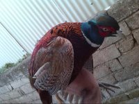 فروش فوری تخم نطفه دار قرقاول