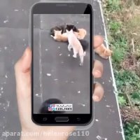 گربه ها همیشه دوست دارن بلندتر از سطح بنشینند