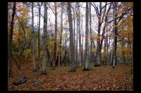 A YEAR IN THE LIFE - A SEASONAL TIMELAPSE OF A CANADIAN FOREST