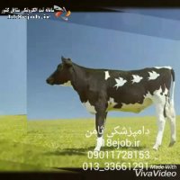 درمانگاه دامپزشکی ثامن در رشت