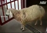 گوسفند نابغه