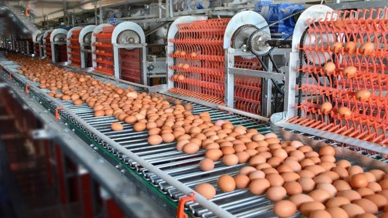 ویدیویی از ماشین آلات صنایع غذایی