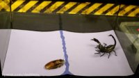 آزمایش جالب روی عقرب سیاه و سوسک و مورچه