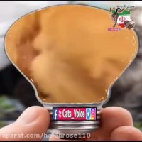 گربه ها بالاترین انرژى مثبت هستند