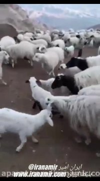 این ۶۵ ثانیه از عجایب و رموز خلقت خالق هستی است