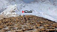 تصاویر پیاده شدن جستجوگران از بالگرد بر فراز ارتفاعات دنا