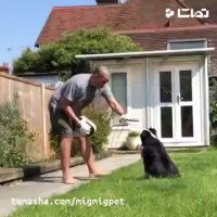 آموزش ورزش با سگ