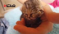 بچه گربه ای با دو سر به هم چسبیده