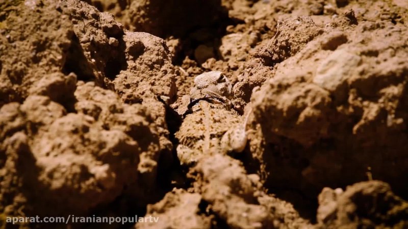 دلیجه پرنده شکاری- حیات وحش ایران