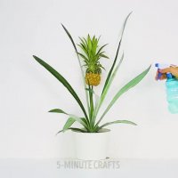 کاشتن آناناس در گلدون