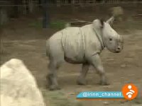 لحظه تولد بچه کرگدن سفید