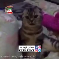 این گربه كلمه ماما رو قشنگ تشخیص میده و میگه
