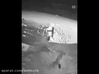 دریدن سگهای نگهبان توسط گرگ های گرسنه