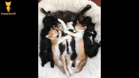 گربه های بامزه و ناز おかしい猫 - かわいい猫 - おもしろ猫動画