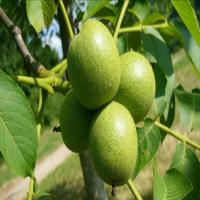 فروش نهال گردو خوشه ای دیرگل  09121270623