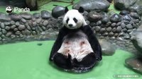 پاندای بامزه Summer Is Perfect For Soaking In The Bath | iPanda