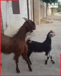 بچه باحال مزرعه ها