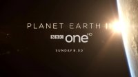 Bear dancing to The Pussycat Dolls: Planet Earth II Trailer - BBC One