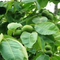 خرید نهال گردو پدرو  09123205271