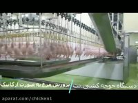 پرورش مرغ به صورت ارگانیک