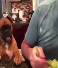 وقتی سگ صاحبش را بشناسه!