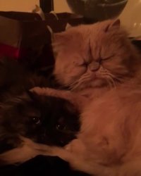 داستان های یادگار و لولو