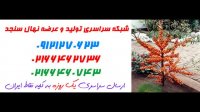 نهال سنجد اصلاح شده 09121270623